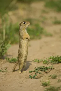 European souslik / ground squirrel (Spermophilus citellus) standing up, Bulgaria European souslik / ground squirrel (Spermophilus citellus) standing up, Bulgaria