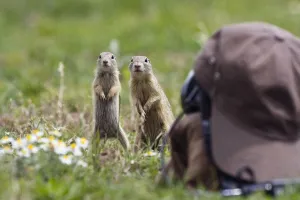 European souslik (Spermophilus citellus) in front of camouflaged camera, Slovakia European souslik (Spermophilus citellus) in front of camouflaged camera, Slovakia