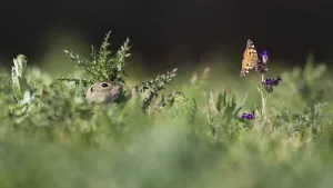 European souslik (Spermophilus citellus) watching Painted lady butterfly (Cynthia cardui) Slovakia European souslik (Spermophilus citellus) watching Painted lady butterfly (Cynthia cardui) Slovakia