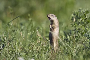 European souslik (Spermophilus citellus) calling, Slovakia, Europe, June 2008 European souslik (Spermophilus citellus) calling, Slovakia, Europe, June 2008