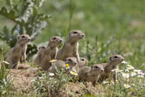 European souslik (Spermophilus citellus) family, East Slovakia, Europe, June 2008 European souslik (Spermophilus citellus) family, East Slovakia, Europe, June 2008