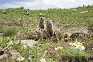 European souslik (Spermophilus citellus) family, Slovakia, June 2008 European souslik (Spermophilus citellus) family, Slovakia, June 2008