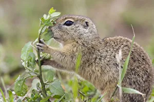 European souslik (Spermophilus citellus) feeding, Slovakia, June 2008 European souslik (Spermophilus citellus) feeding, Slovakia, June 2008
