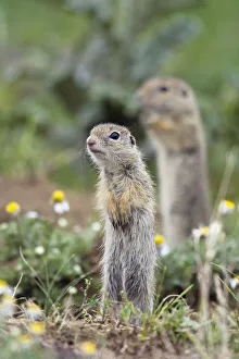 Two European sousliks (Spermophilus citellus) standing alert, Slovakia, Europe, June 2008 Two European sousliks (Spermophilus citellus) standing alert, Slovakia, Europe, June 2008