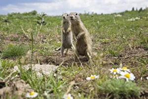 Two European sousliks (Spermophilus citellus) standing alert, Slovakia, June 2008 Two European sousliks (Spermophilus citellus) standing alert, Slovakia, June 2008