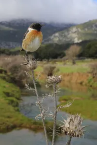 European stonechat (Saxicola rubicola) male perched with mountainous habitat behind European stonechat (Saxicola rubicola) male perched with mountainous habitat behind