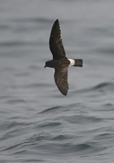 European storm-petrel (Hydrobates pelagicus) in flight over Irish sea off Pembrokeshire European storm-petrel (Hydrobates pelagicus) in flight over Irish sea off Pembrokeshire