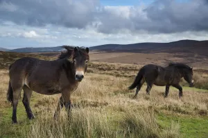 Exmoor ponies with Dunkerry Beacon beyond, Exmoor National Park, Somerset, England Exmoor ponies with Dunkerry Beacon beyond, Exmoor National Park, Somerset, England