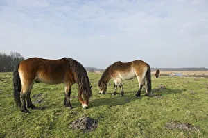 Exmoor Ponies (Equus caballus) grazing, the ponies are used to manage grassland Exmoor Ponies (Equus caballus) grazing, the ponies are used to manage grassland