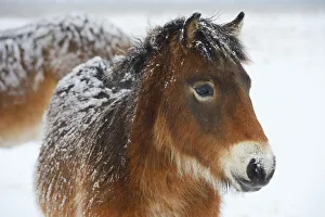 Exmoor ponies (Equus caballus) in snow, Aurochs breeding site run by The Taurus Foundation Exmoor ponies (Equus caballus) in snow, Aurochs breeding site run by The Taurus Foundation