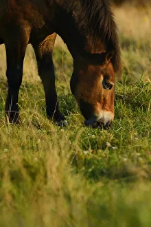 Exmoor ponies, one of the oldest and most primitive horse breeds in Europe, Keent Nature Reserve Exmoor ponies, one of the oldest and most primitive horse breeds in Europe, Keent Nature Reserve