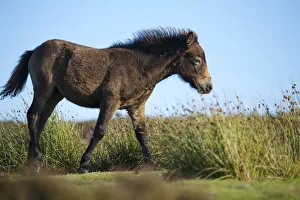 Exmoor Pony (Equus caballus) foal on heathland, Dunkery and Horner Woods NNR, Exmoor NP Exmoor Pony (Equus caballus) foal on heathland, Dunkery and Horner Woods NNR, Exmoor NP
