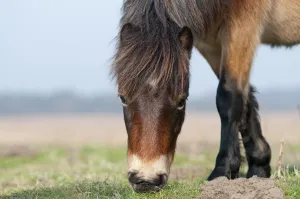 Exmoor Pony (Equus caballus) grazing, the ponies are used to manage grassland Exmoor Pony (Equus caballus) grazing, the ponies are used to manage grassland