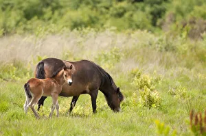 Exmoor pony and foal {Equus caballus}, released at Westhay (Somerset Wildlife Trust Exmoor pony and foal {Equus caballus}, released at Westhay (Somerset Wildlife Trust
