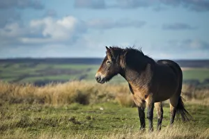 Exmoor pony on Winsford Hill, Exmoor National Park, Somerset, England, UK. November 2013 Exmoor pony on Winsford Hill, Exmoor National Park, Somerset, England, UK. November 2013