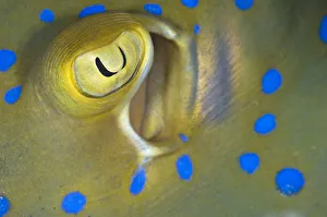 Eye and spiracle detail of a Bluespotted / Ribbontail Stingray (Taeniura lymma Eye and spiracle detail of a Bluespotted / Ribbontail Stingray (Taeniura lymma