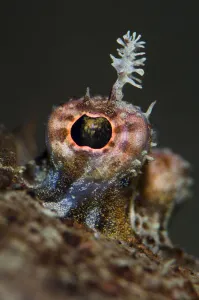Eye detail of Topknot (Zeugopterus punctatus) flatfish, Loch Fyne, Argyll, Scotland Eye detail of Topknot (Zeugopterus punctatus) flatfish, Loch Fyne, Argyll, Scotland