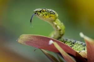 Eyelash palm pit viper (Bothriechis schlegelii) with tongue extended, Mindo, Pichincha Eyelash palm pit viper (Bothriechis schlegelii) with tongue extended, Mindo, Pichincha