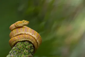 Eyelash palm pitviper (Bothriechis schlegelii) curled round plant, Canande, Esmeraldas Eyelash palm pitviper (Bothriechis schlegelii) curled round plant, Canande, Esmeraldas