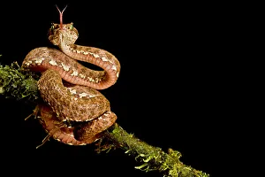 Eyelash viper (Bothriechis schlegelii) with tongue extended on branch, Canande, Esmeraldas Eyelash viper (Bothriechis schlegelii) with tongue extended on branch, Canande, Esmeraldas