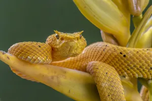 Eyelash viper (Bothriechis schlegelii) waiting on Heliconia flower (Heliconia lankasteri) Eyelash viper (Bothriechis schlegelii) waiting on Heliconia flower (Heliconia lankasteri)