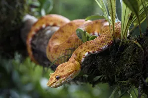 Eyelash Viper (Bothriechis schlegelii) Distictive yellow / orange 'oropel' form Eyelash Viper (Bothriechis schlegelii) Distictive yellow / orange 'oropel' form