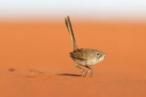 Eyrean Grasswren (Amytornis goyderi) in typical hopping motion, Andado Station Eyrean Grasswren (Amytornis goyderi) in typical hopping motion, Andado Station