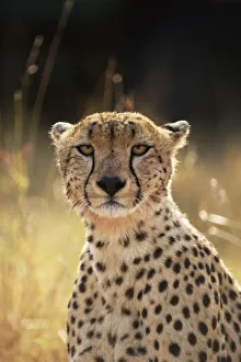 Face portrait of female Cheetah {Acinonyx jubatus}, East Africa Face portrait of female Cheetah {Acinonyx jubatus}, East Africa