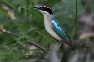 Fairy pitta (Pitta nympha) in the forest in Guangshui, Hubei province, China. July Fairy pitta (Pitta nympha) in the forest in Guangshui, Hubei province, China. July