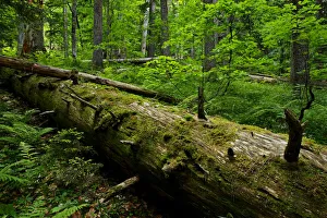 Fallen Nordmann fir (Abies nordmanniana) tree, old-growth forest, Arkhyz valley Fallen Nordmann fir (Abies nordmanniana) tree, old-growth forest, Arkhyz valley