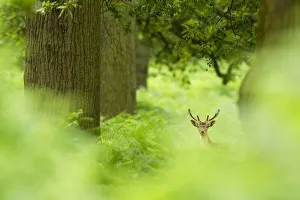 Fallow deer (Dama dama) amongst bracken in oak woodland, Cheshire, UK, August, Highly Commended Fallow deer (Dama dama) amongst bracken in oak woodland, Cheshire, UK, August, Highly Commended