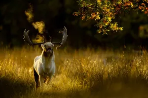 Fallow deer (Dama dama) buck bellowing at dawn during the rut, Cheshire, UK, October Fallow deer (Dama dama) buck bellowing at dawn during the rut, Cheshire, UK, October