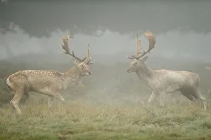 Two Fallow deer (Dama dama) bucks during fight, rutting season, Richmond Park, London Two Fallow deer (Dama dama) bucks during fight, rutting season, Richmond Park, London