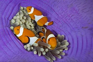 Three False clownfish (Amphiprion ocellaris) in Sea anemone (Heteractis magnifica Three False clownfish (Amphiprion ocellaris) in Sea anemone (Heteractis magnifica