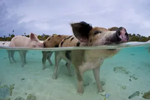 A family group of domestic pigs (Sus domestica) bathing in the sea. Exuma Cays, Bahamas A family group of domestic pigs (Sus domestica) bathing in the sea. Exuma Cays, Bahamas