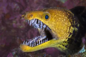 Fangtooth moray eel (Enchelycore anatina) with mouth open, Grand Canaria, Canary Islands Fangtooth moray eel (Enchelycore anatina) with mouth open, Grand Canaria, Canary Islands