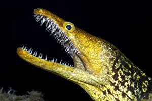 Fangtooth moray (Enchelycore anatina) with open mouth, portrait. Tenerife, Canary Islands Fangtooth moray (Enchelycore anatina) with open mouth, portrait. Tenerife, Canary Islands
