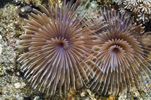Feather duster worm (Sabellidae) Rinca, Indonesia Feather duster worm (Sabellidae) Rinca, Indonesia