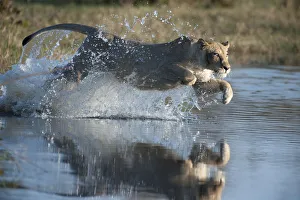 Female African lion (Panthera leo) jumping in to the Khwai river, Okavango Delta Female African lion (Panthera leo) jumping in to the Khwai river, Okavango Delta