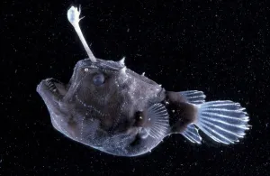Female Angler fish {Himantolophus sp} deep sea species Female Angler fish {Himantolophus sp} deep sea species