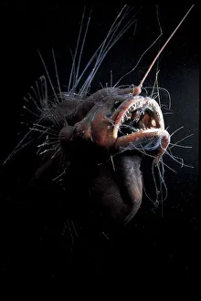 Female Anglerfish fanfin seadevil (Caulophryne jordani) - Deep sea species from Atlantic Ocean Female Anglerfish fanfin seadevil (Caulophryne jordani) - Deep sea species from Atlantic Ocean