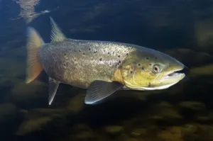 Female Atlantic salmon (Salmo salar) River Orkla, Norway, October 2008 Female Atlantic salmon (Salmo salar) River Orkla, Norway, October 2008
