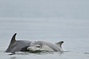 Female Bottlenosed dolphin (Tursiops truncatus) with calf surfacing, Moray Firth Female Bottlenosed dolphin (Tursiops truncatus) with calf surfacing, Moray Firth