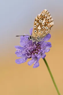 Female chalkhill blue butterfly (Lysandra coridon) with wings closed resting on Devils-bit Female chalkhill blue butterfly (Lysandra coridon) with wings closed resting on Devils-bit