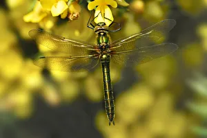 Female Downy Emerald dragonfly (Cordulia aenia) at rest on flowering Gorse (Ulex Female Downy Emerald dragonfly (Cordulia aenia) at rest on flowering Gorse (Ulex