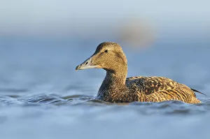 Female Eider (Somateria mollissima) swimming on sea, Outer Hebrides, Scotland, UK, June Female Eider (Somateria mollissima) swimming on sea, Outer Hebrides, Scotland, UK, June