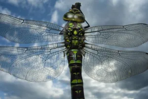 Female Emperor dragonfly (Anax imperator) close-up, on twig above water with clouds Female Emperor dragonfly (Anax imperator) close-up, on twig above water with clouds