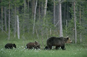 Female European Brown bear with cubs following {Ursus arctos} Lapland Finland Female European Brown bear with cubs following {Ursus arctos} Lapland Finland