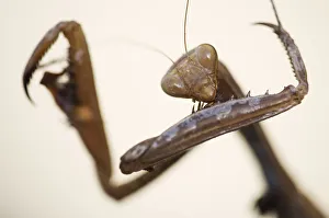 Female European praying mantis (Mantis religiosa) portrait, Sardinia, Italy, September 2008 Female European praying mantis (Mantis religiosa) portrait, Sardinia, Italy, September 2008
