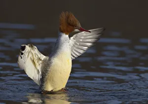 Female Goosander (Mergus merganser) drying feathers, Gwynedd, Wales, UK, January Female Goosander (Mergus merganser) drying feathers, Gwynedd, Wales, UK, January